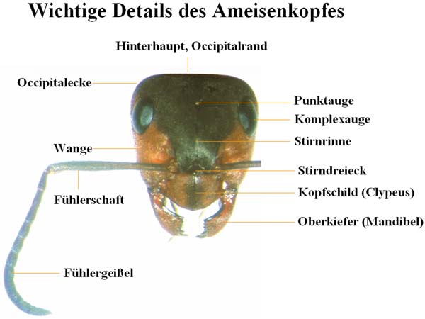 Details des Ameisenkopfes