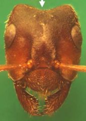 Kopf von Formica (C.) exsecta