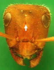 Kopf von Formica (F. s. str.) truncorum