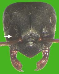 Kopf von Formica uralensis